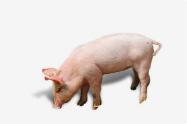 10猪有9富:揭晓71年生肖猪的毕生寿命,过了49岁后什么命?