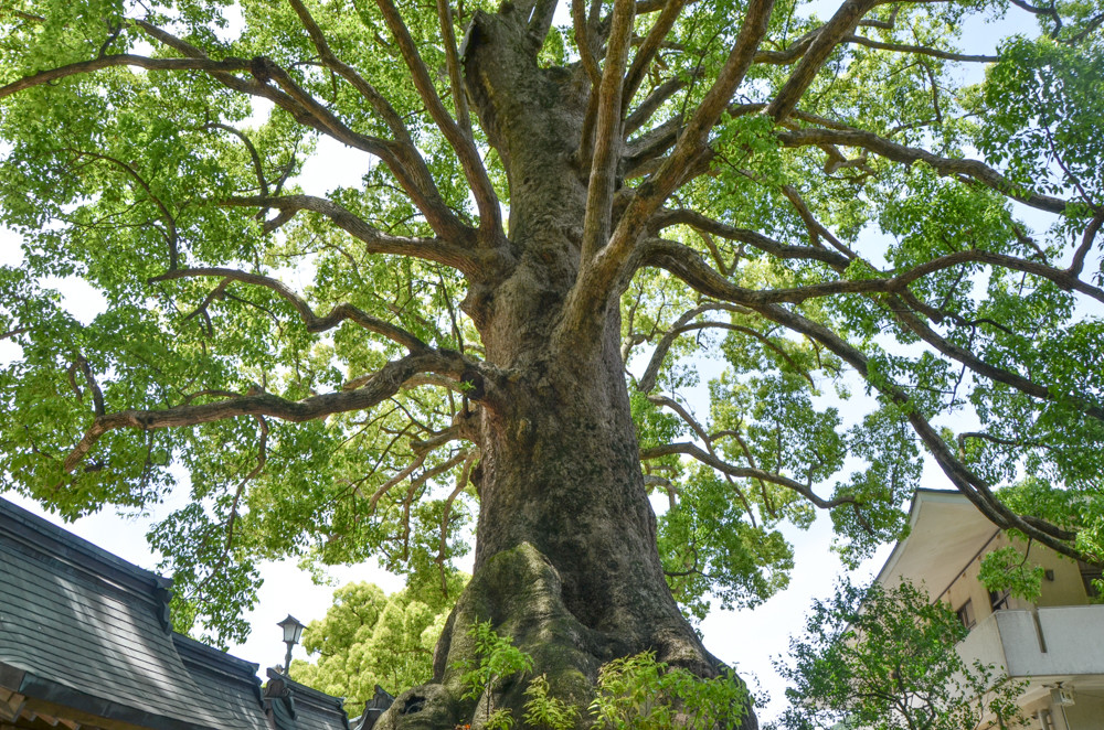 来福冈一定要去一次太宰府古木参天建筑太美了