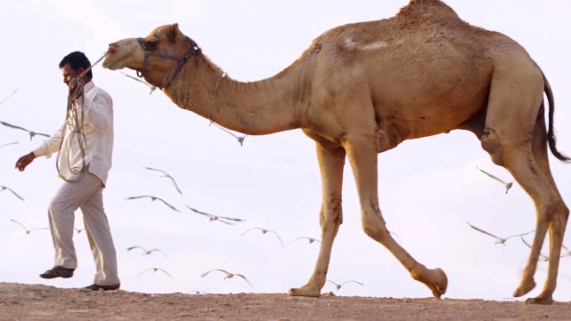 有着"沙漠之舟"美称的骆驼,起源于北美洲,它们走路天生就是顺拐!