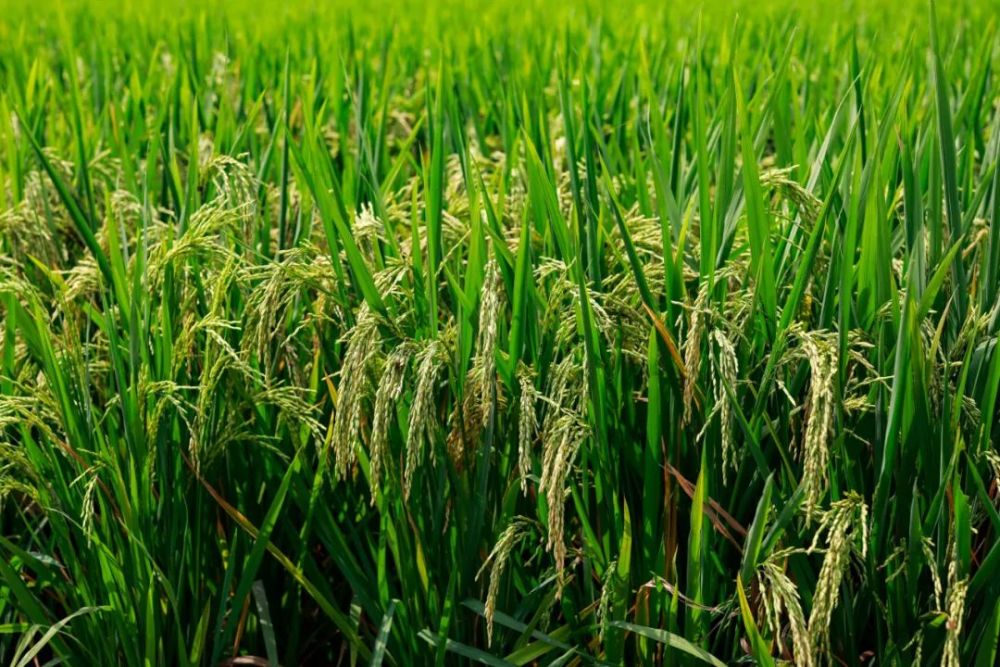 全县种植面积达188900余亩,现有主要品种为宜香优2115,旌两优534,川优