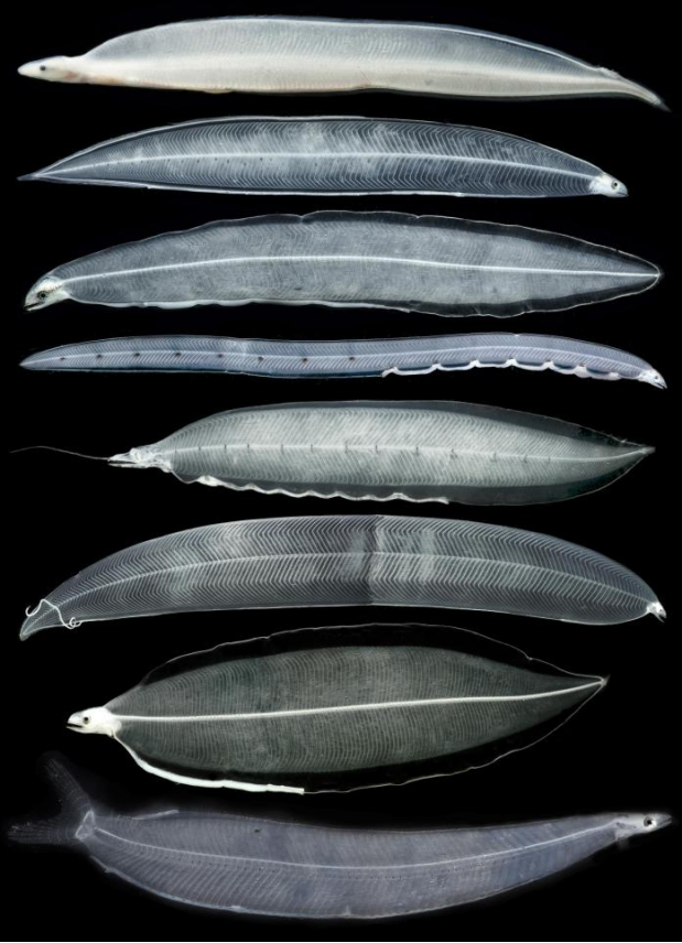 【海洋科普】鳗鱼的一生