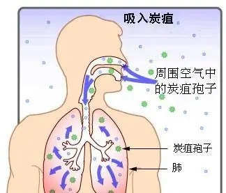 动植物检疫警惕炭疽这些知识需要您了解