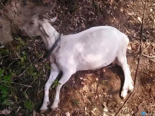 鹿,羚羊等)和家畜(牛,羊,马,驴和骆驼等),患病动物和因炭疽而死亡的