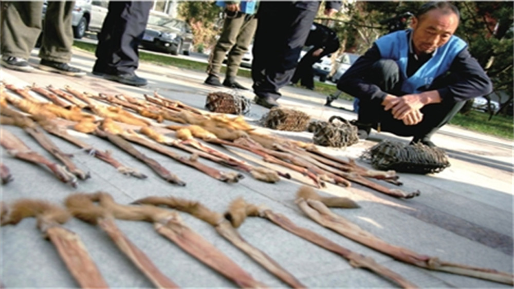 在他家有一个收购点,专门用来收购偷猎者捕杀的黄鼠狼,并且为了增加