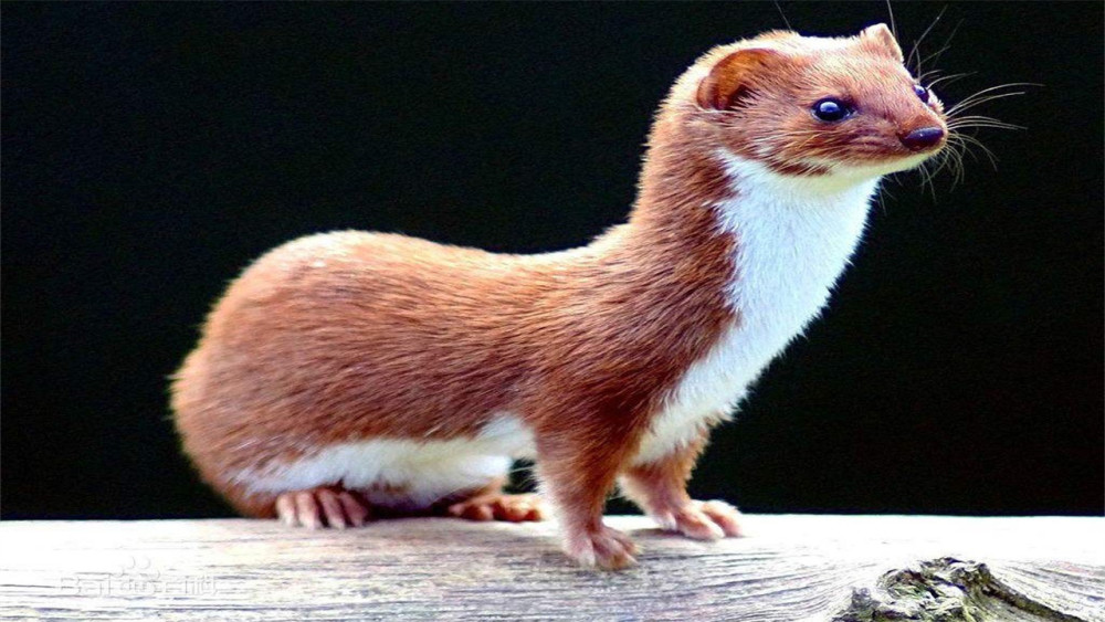 江苏12万只黄鼠狼遭非法捕杀23人被罚款960万它究竟有何价值