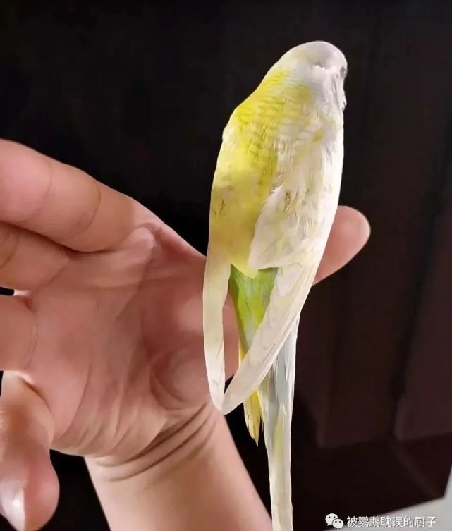 半边种虎皮鹦鹉半边种(half-sider)生物,是指生物左右两边颜色不同