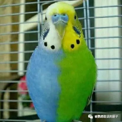 半边种虎皮鹦鹉