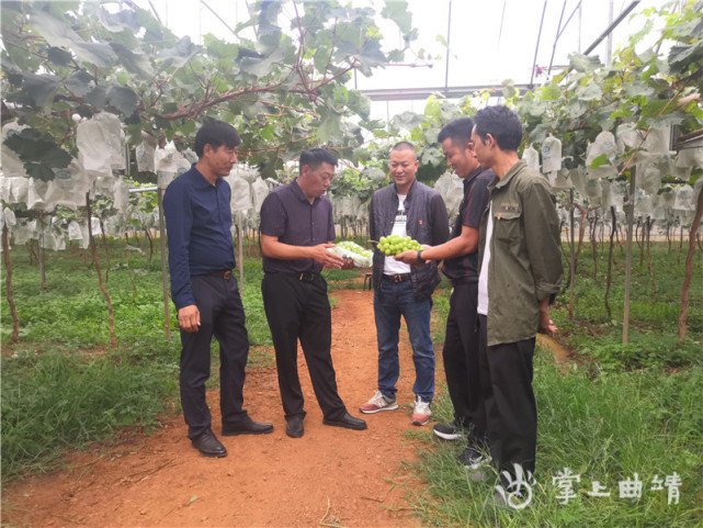 宣威市热水镇陡沟村阳光玫瑰走出多彩致富路