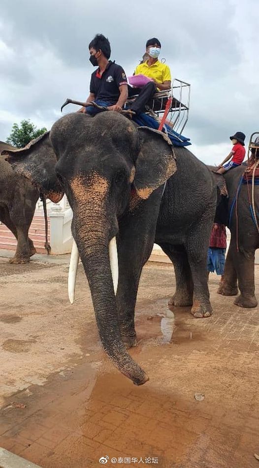 超接地气泰国素林府民众骑大象接种新冠疫苗