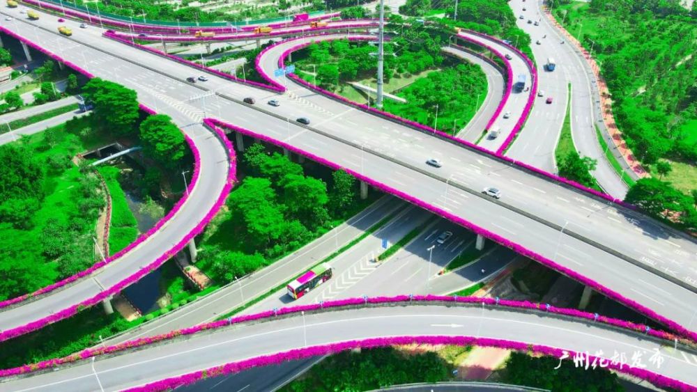 一条亮丽的"紫红锦缎"此时的绿化带已由簕杜鹃交织成路过红棉大道的