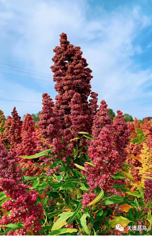 玉门:秋风拂昌马 藜麦喜丰收