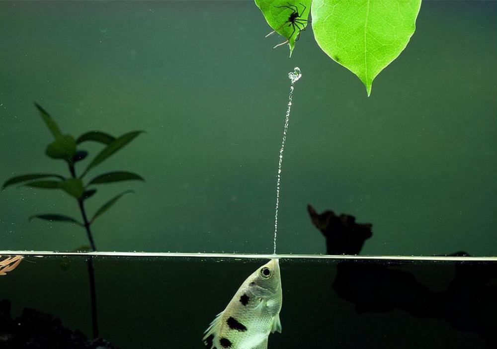 违背物理常识射水鱼在4秒内完成狩猎喷射的水柱在加速