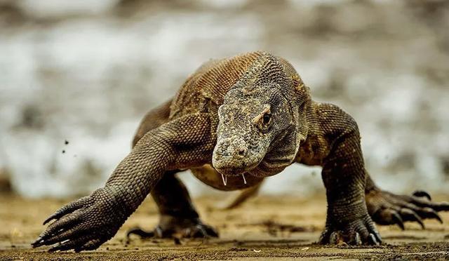 中国的神秘生物曾多次被人目击它们是否真实存在