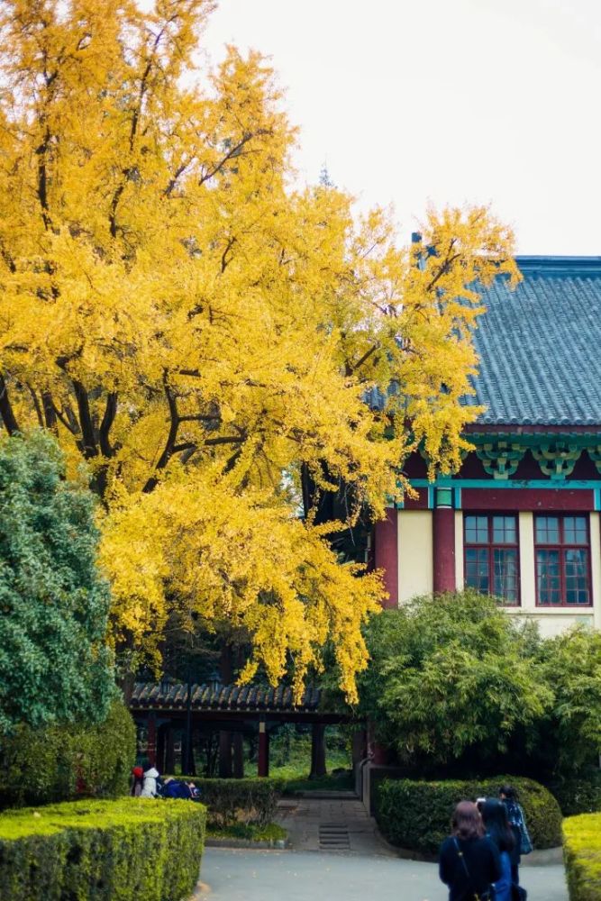 在南大操场边梧桐树下的看台上坐一坐,巴掌大的黄叶啪嗒搭掉下来.