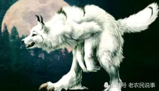 农村常说“狼狈为奸”，狼和狈啥关系？现实生活中狈真存在吗？_腾讯新闻