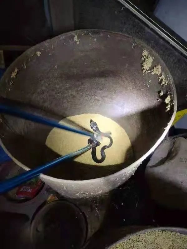 米缸电动车还会在很多地方"串门扰民"蛇除了出现在工地上春暖花开,多