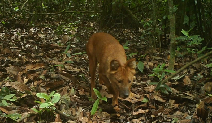迎cop15丨豺出没普洱首次拍到这种国家一级保护动物