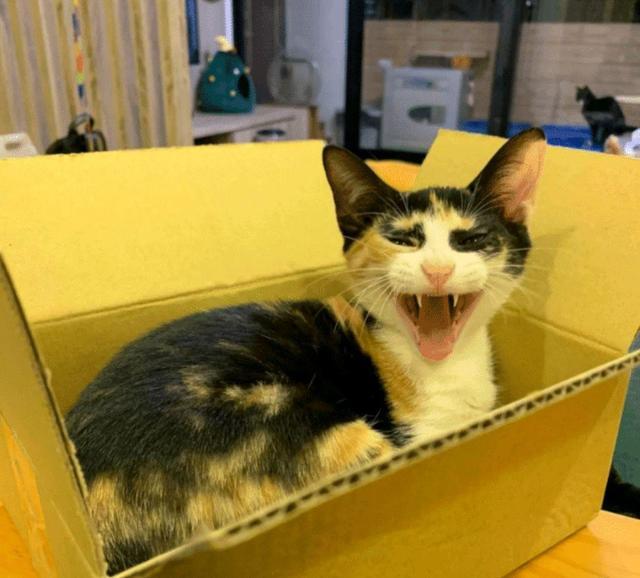 三花猫太丑没人要女孩看它奇特收养却意外收获一只网红猫