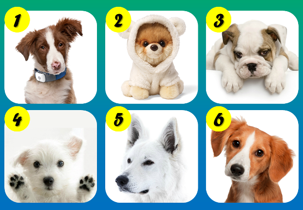 【心理测试】揭示你性格的狗狗