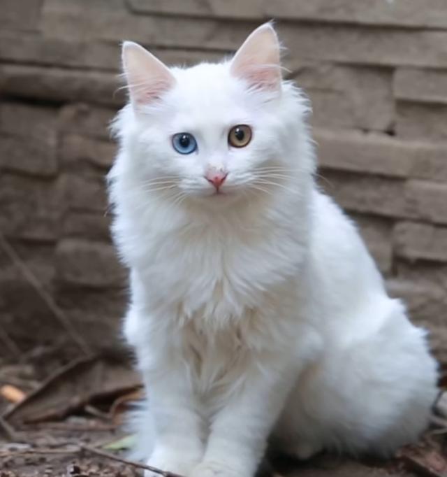 本土猫种狮子猫一直被称为布偶平替现在数量远比布偶稀少