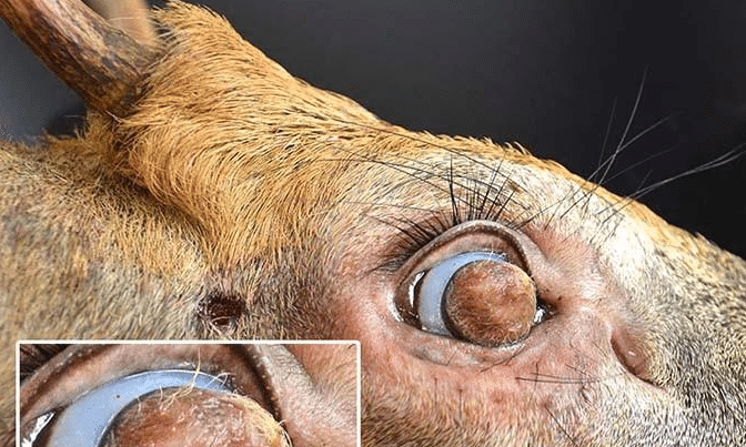 僵尸鹿出现不久又有一头雄鹿的眼睛长满毛发视力完全丧失