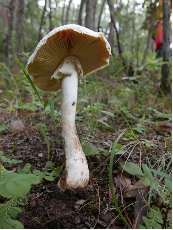 【健康教育】雲南常見毒菌—小心誤食!