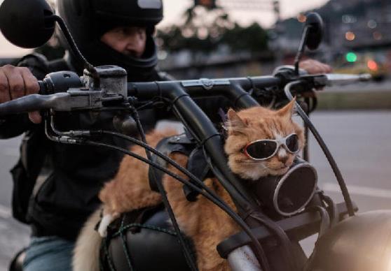 两只猫第一次见面,互相闻过彼此的味道后,就已经结束了粗略的自我介绍