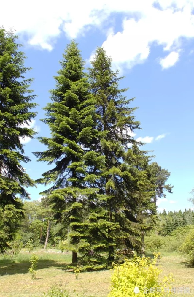 西伯利亚冷杉树图片图片