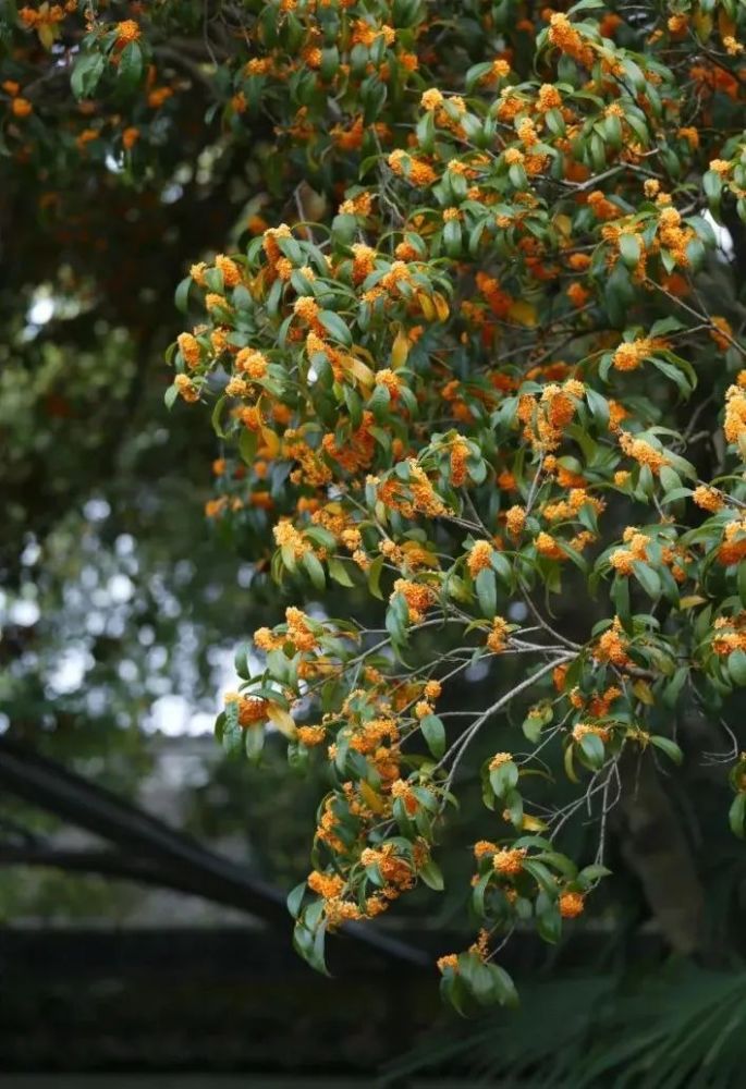 园林梦话闻木樨香