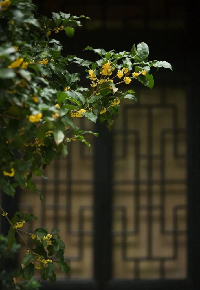 园林梦话闻木樨香