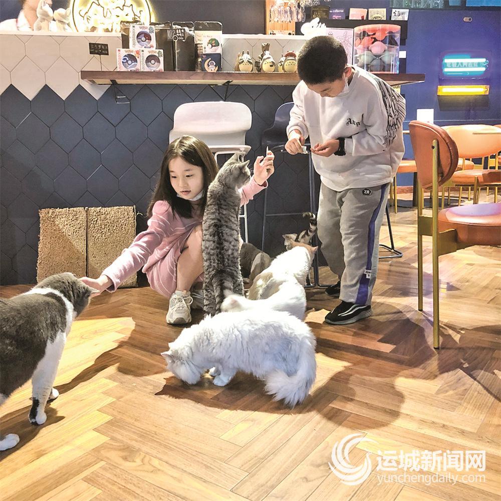 "90后"小伙整合资源开猫咖