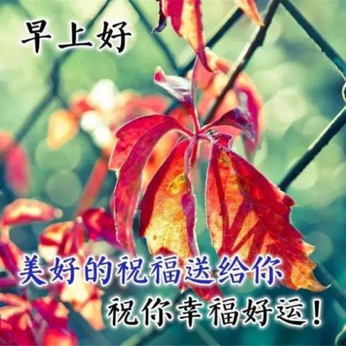 微信問候朋友早上好溫馨祝福語句最新早上好動態唯美問候圖片