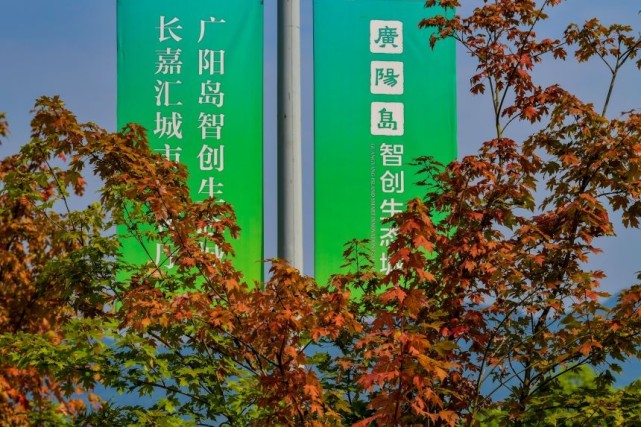 红枫红广阳岛智创生态城秋正浓