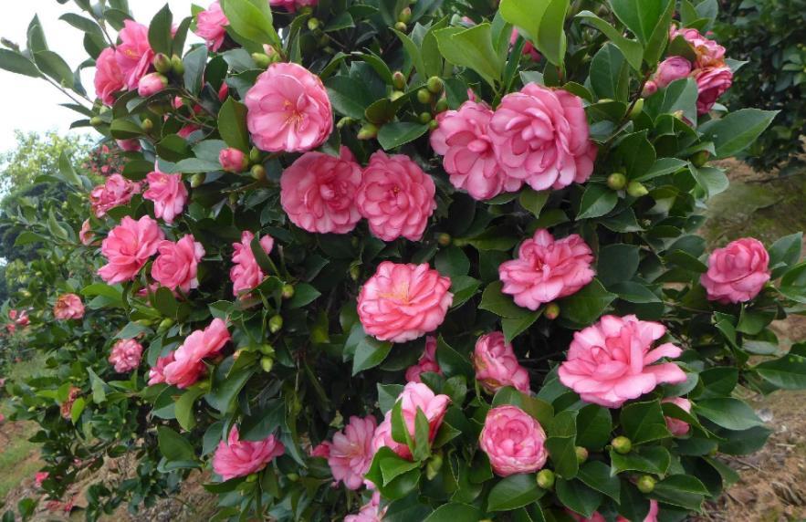 秋天养四季茶花,满足4个要点,叶子绿的发亮,开花又大又美【图文】茶花