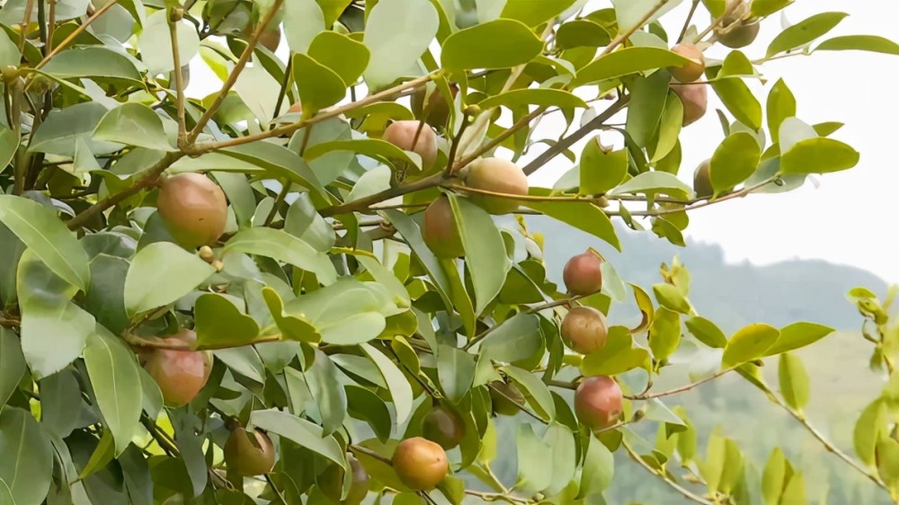 贵州福泉油茶满枝头群众管护忙