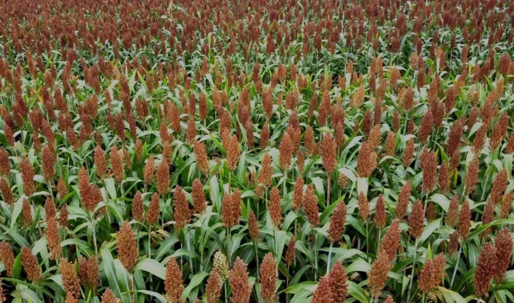 重庆江津万亩高粱喜获丰收