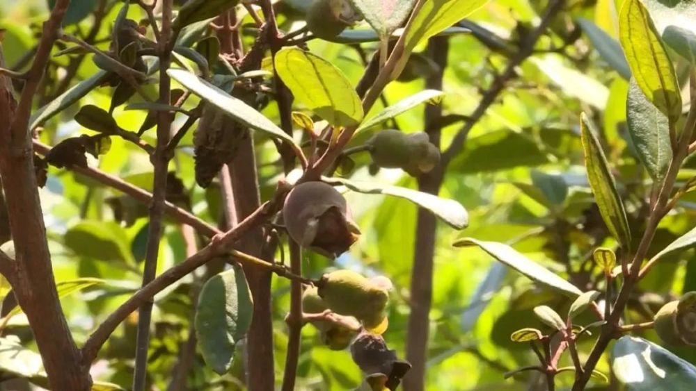 当梨成熟季正值采摘时