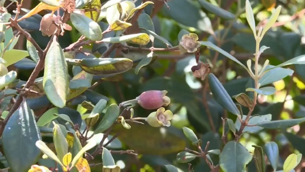 当梨成熟季正值采摘时