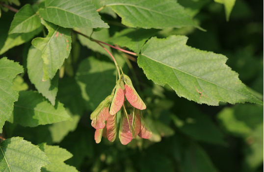 植物篇:开花的种类(梣叶槭(槭树科,槭属植物)) - 求真百科