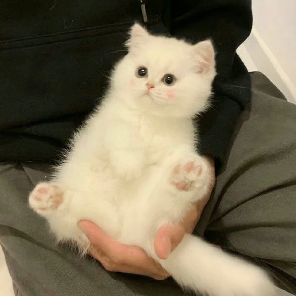 可爱猫咪狗狗萌宠头像