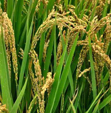 这些水稻新品种……南粳46,旱优73中浙优8号,宁香粳9号农博3号,稻花香