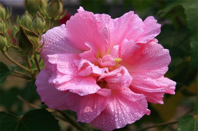 秋花木芙蓉唐诗六首 秋风万里芙蓉国 水莲花尽木莲开 腾讯新闻