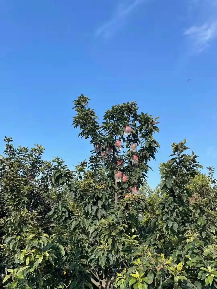 小康路上豫你乡遇金秋好风光相约醉美北堤村