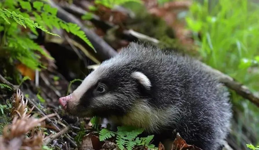 普法丨广元剑阁一男子捕杀3只猪獾,获刑6个月并承担