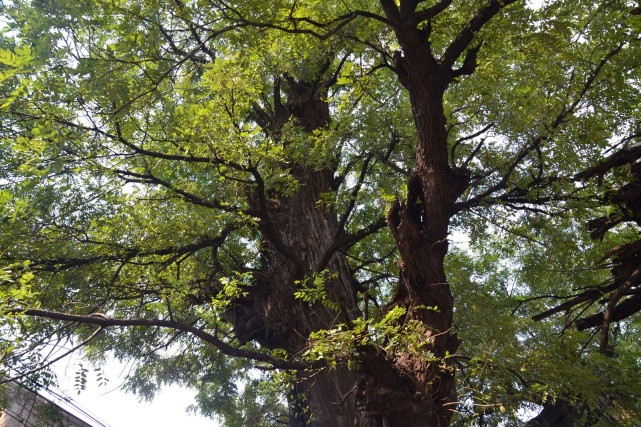 每年夏天,槐樹上都會掛下來許許多多綠色的蟲子,人稱