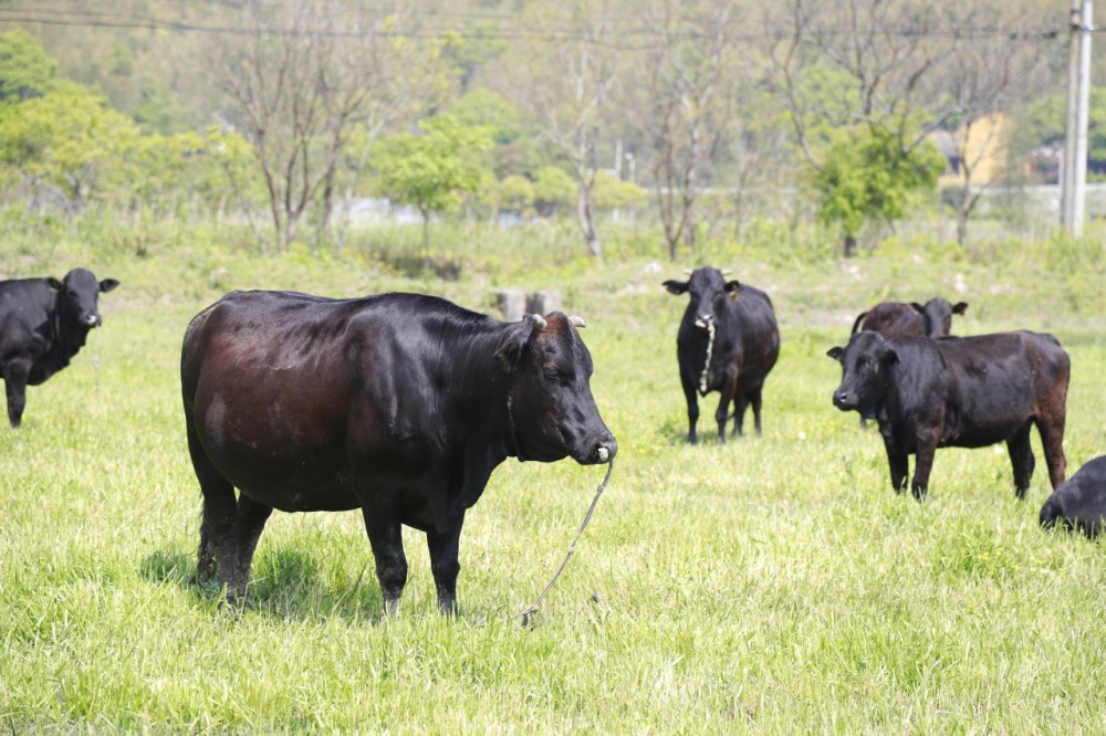快绝种了东岛野牛和舟山黄牛都剩不到200头保护好暂时别吃