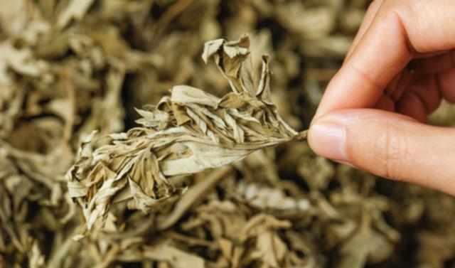 洗完艾叶水可以擦身体乳么(艾叶煮水擦身体后要水洗掉吗)