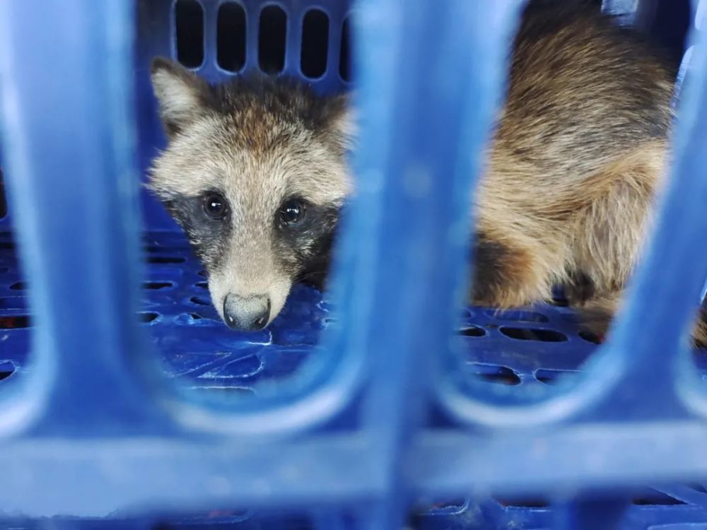 重点保护野生动物名录