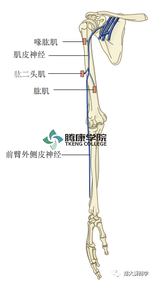 疼痛解剖学|前臂外侧皮神经
