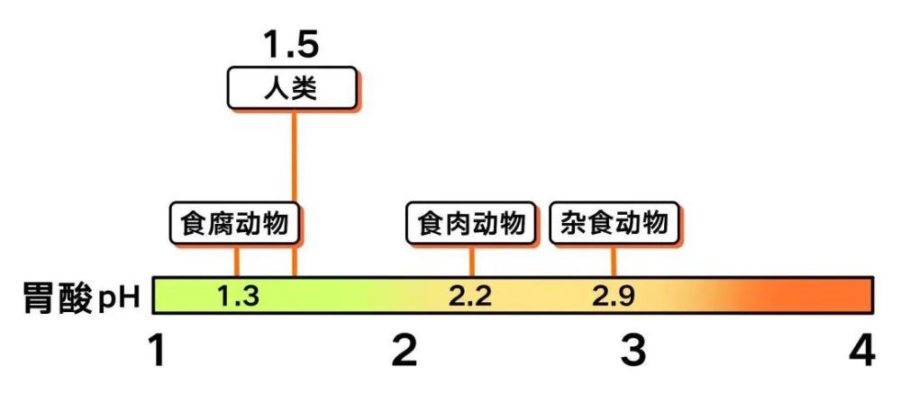 养肉食狗_肉食鸽养殖_肉食动物